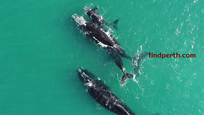西澳大学研究发现南方露脊鲸幼崽是”小奶贼”